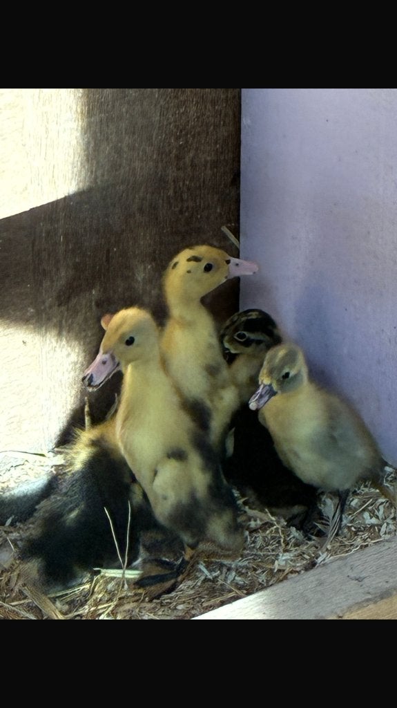 Indische loopeendjes, Dieren en Toebehoren, Pluimvee, Eend