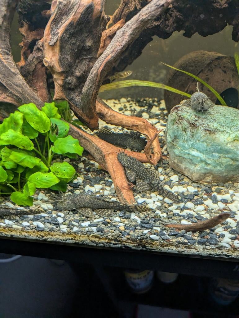 Pleco's groot en klein, Poisson, Poisson d'eau douce, Banc de poissons