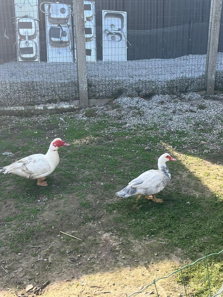 Mooi koppel barberie eenden, Dieren en Toebehoren