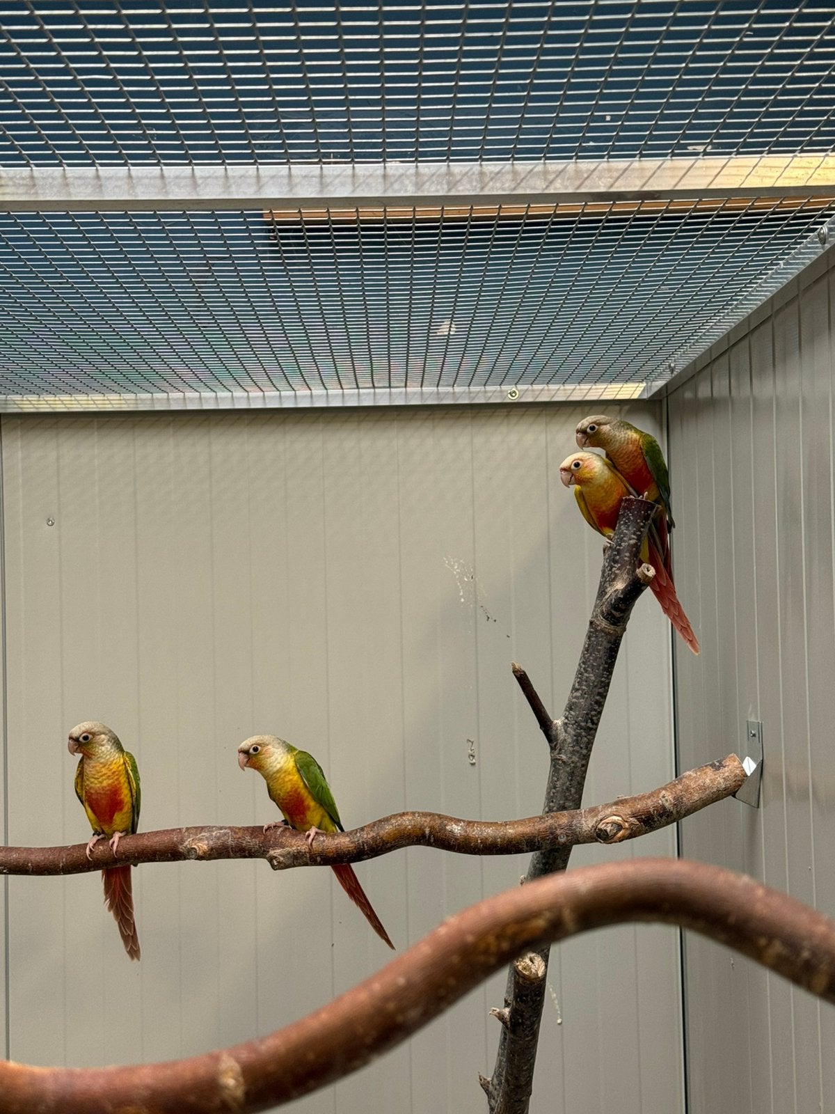 Pyrrhura, Animaux & Accessoires, Oiseaux | Perruches & Perroquets, Perroquet, Plusieurs animaux, Bagué