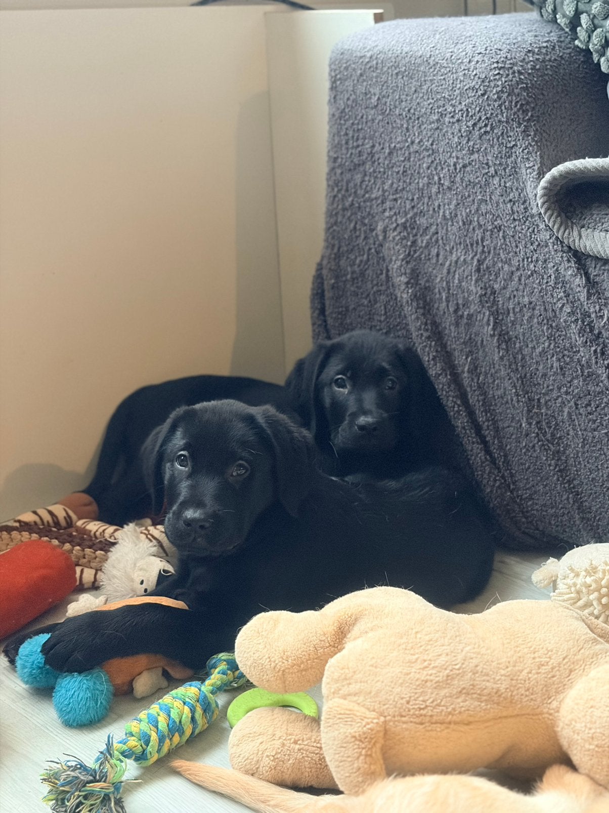 Echt in huis gefokte labrador pups super sociaal, Dieren en Toebehoren, België, Fokker | Hobbymatig, 8 tot 15 weken, Labrador retriever