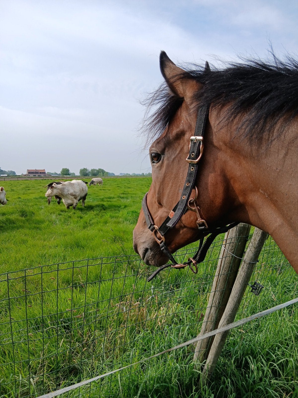 4 jarige ruin, Dieren en Toebehoren, Ruin, Zadelmak