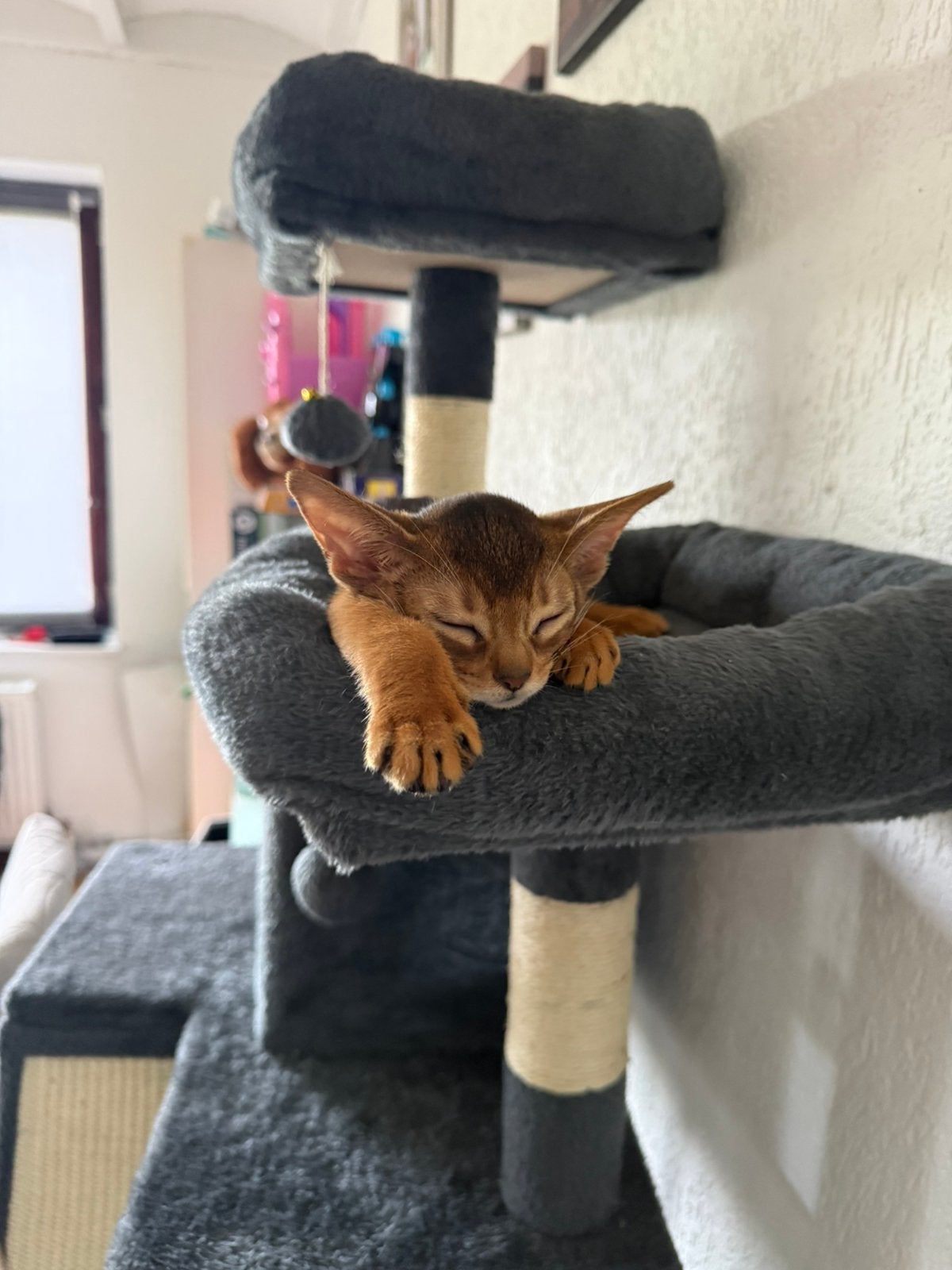 PRACHTIG ABESSIJNS KITTENS, Poes, Met stamboom, 0 tot 2 jaar