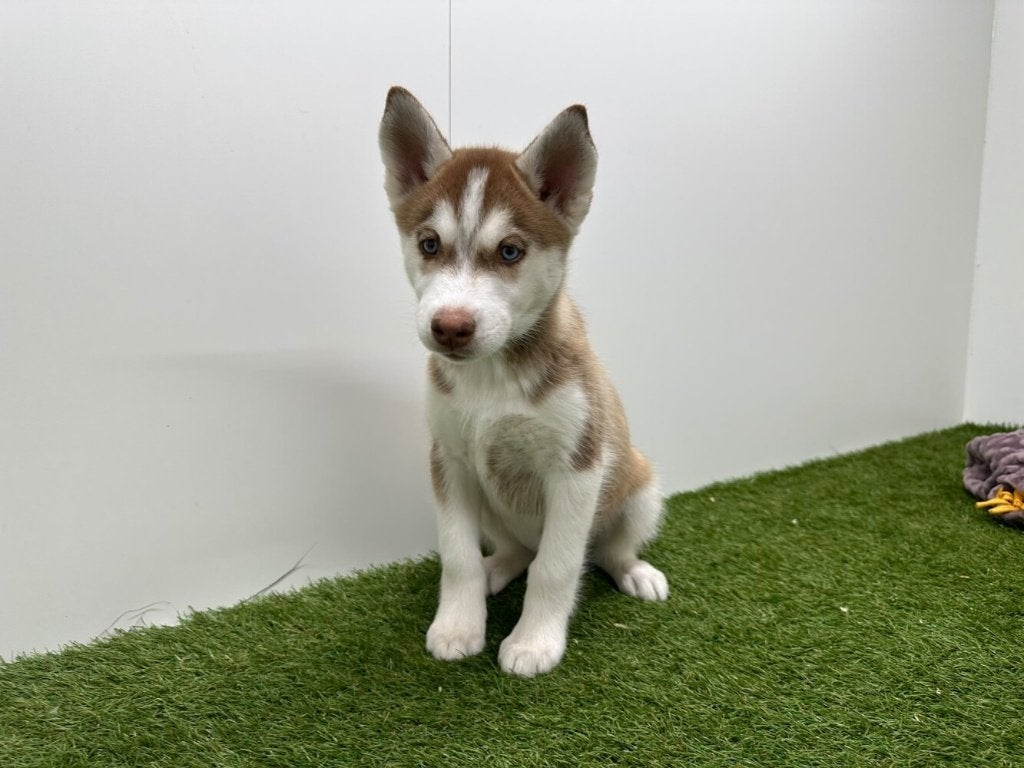 Chiots Husky de Sibérie, Animaux & Accessoires, Maladie de Carré (chiens), Un chien, Chien de traîneau, Belgique