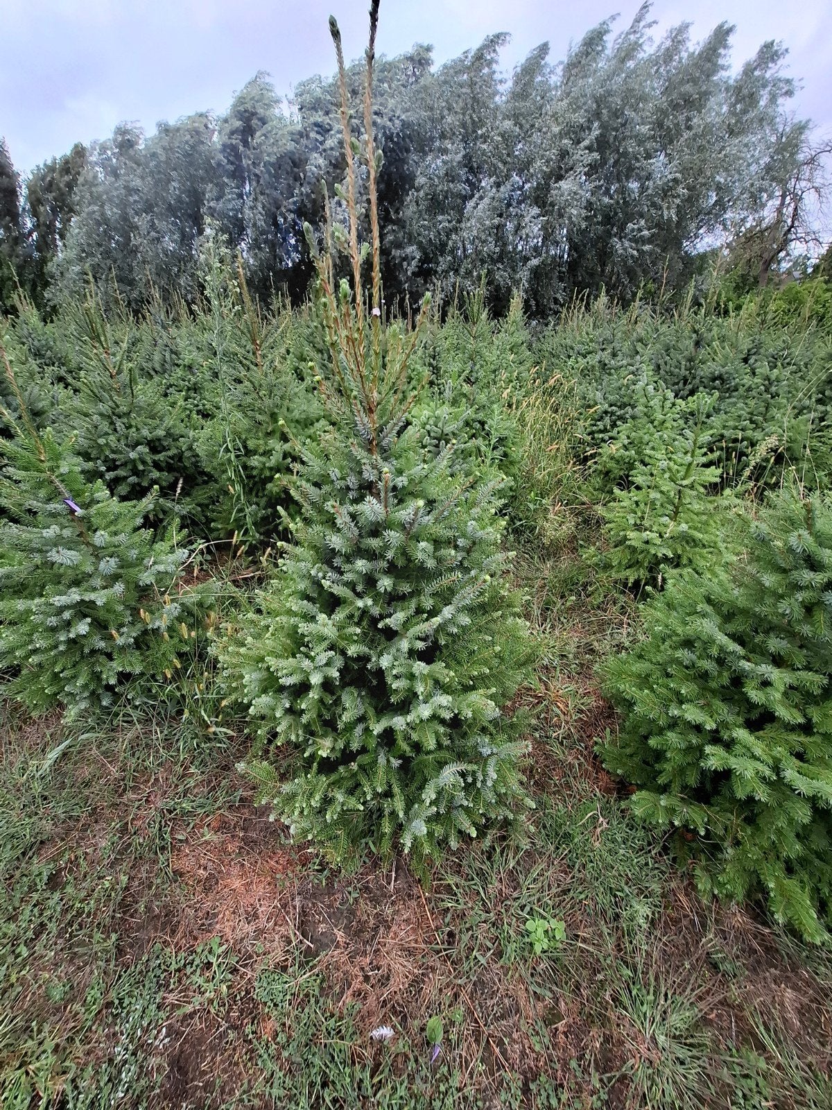kerstbomen, Tuin en Terras, Ophalen