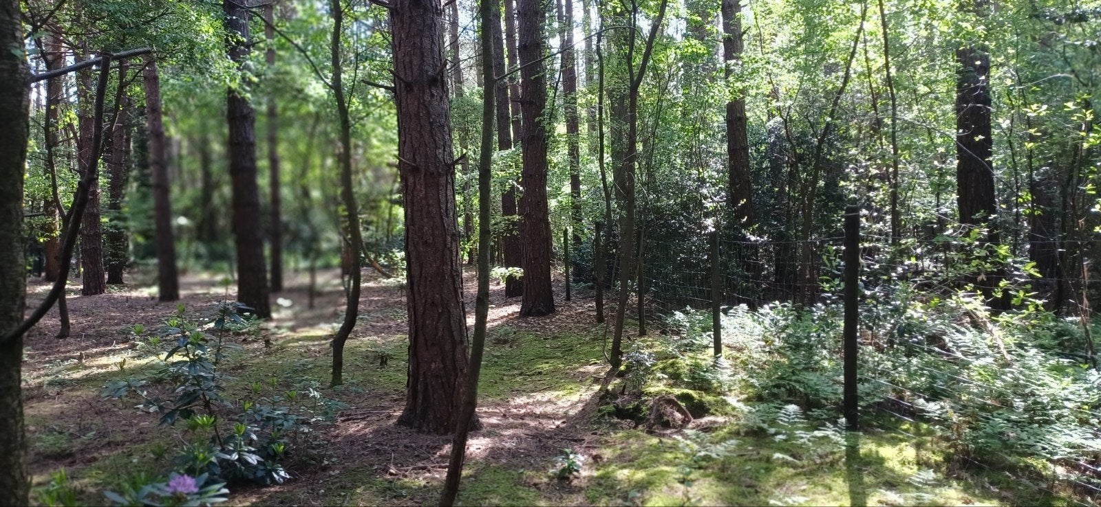 Bosgrond, Immo, Westerlo, 1000 tot 1500 m²