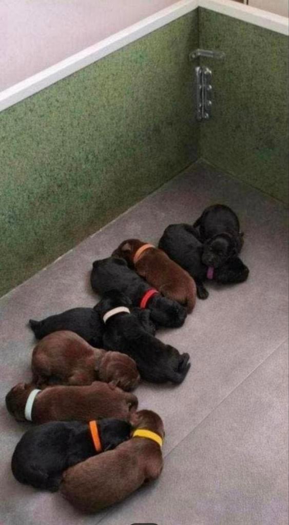Na nestje Labrador pups mag weg deze werpkist., Dieren en Toebehoren, Ophalen