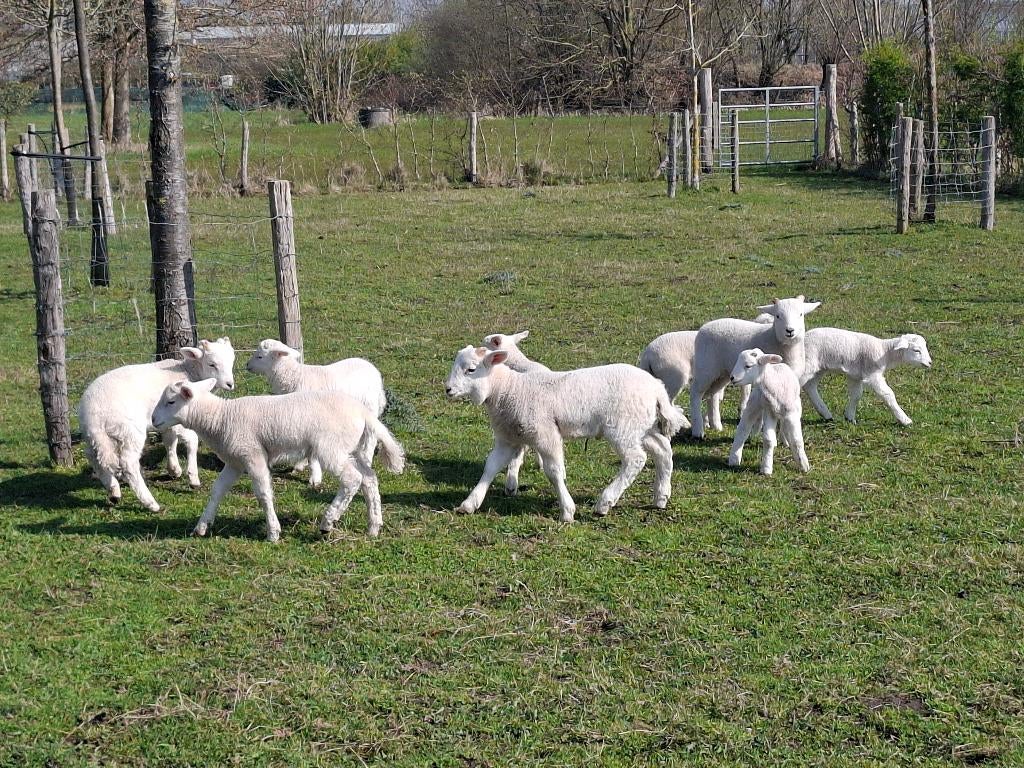 Wiltshire Horn stamboek ooilammeren, Dieren en Toebehoren, Schapen, Geiten en Varkens, Schaap, Vrouwelijk, 0 tot 2 jaar
