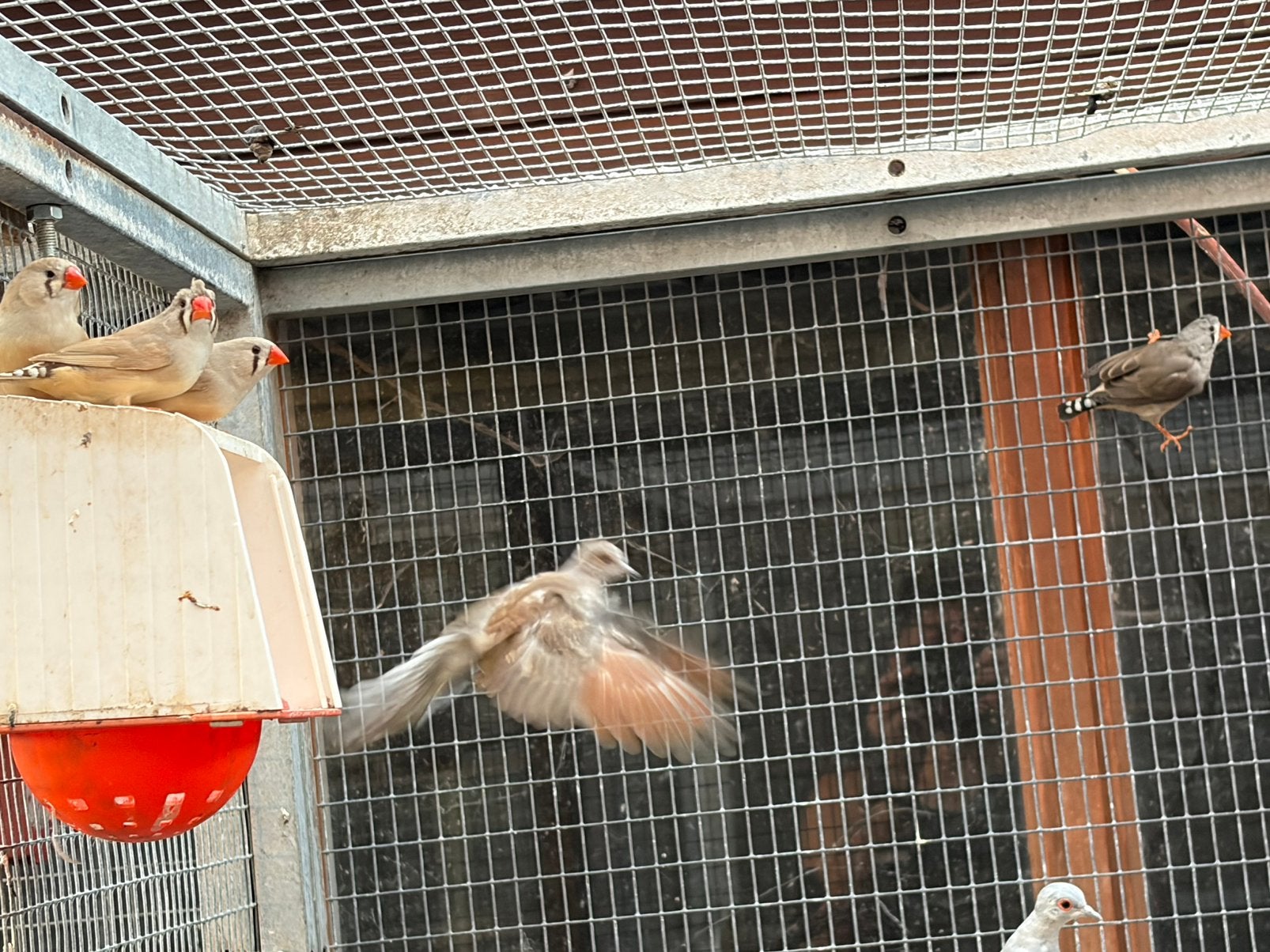 6 poppen zebravink 1 man, Dieren en Toebehoren, Vogels | Overige Vogels