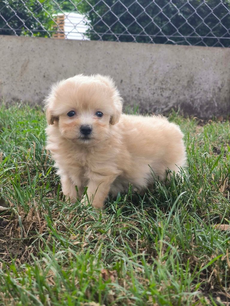 Prachtige Maltipoo pups uit eigen nest te koop, Dieren en Toebehoren, Parvo, België, 8 tot 15 weken, Meerdere