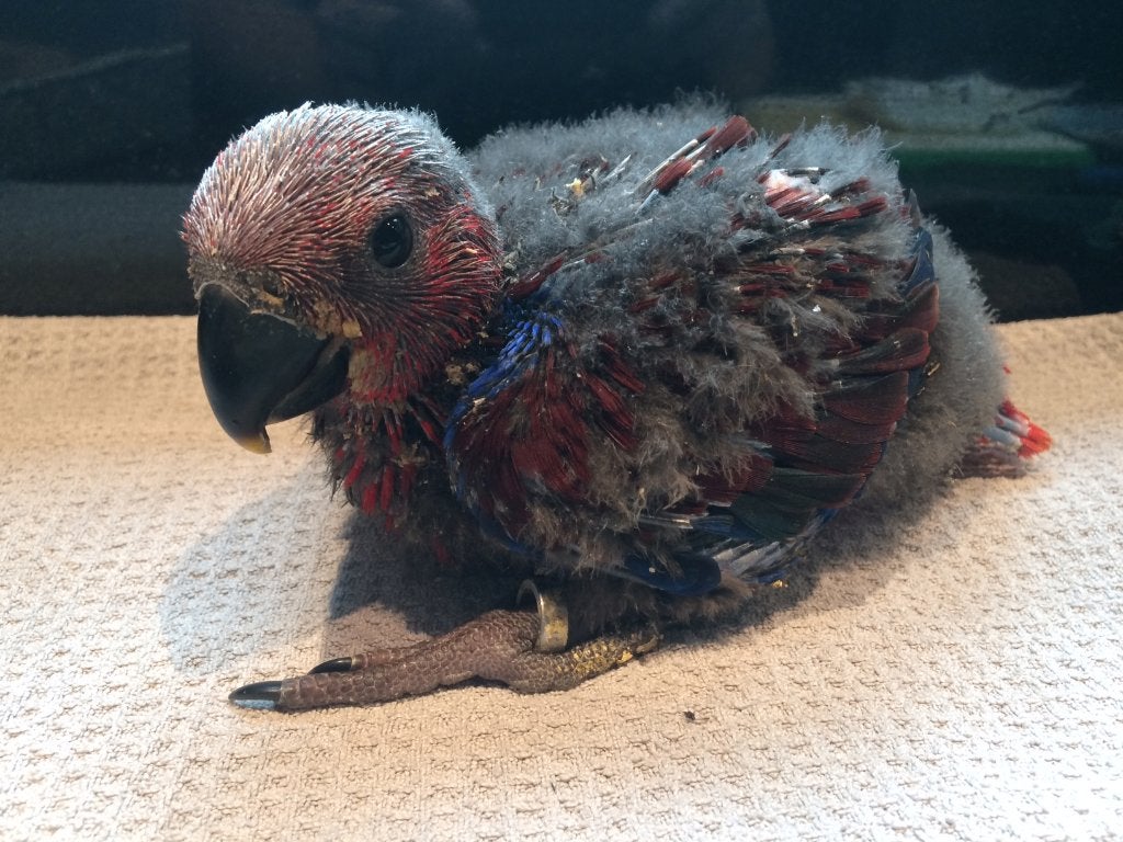 ️️❤️❤️ Bébé éclectus femelle (rouge avec bleu), Femelle, Perroquet, Parleur