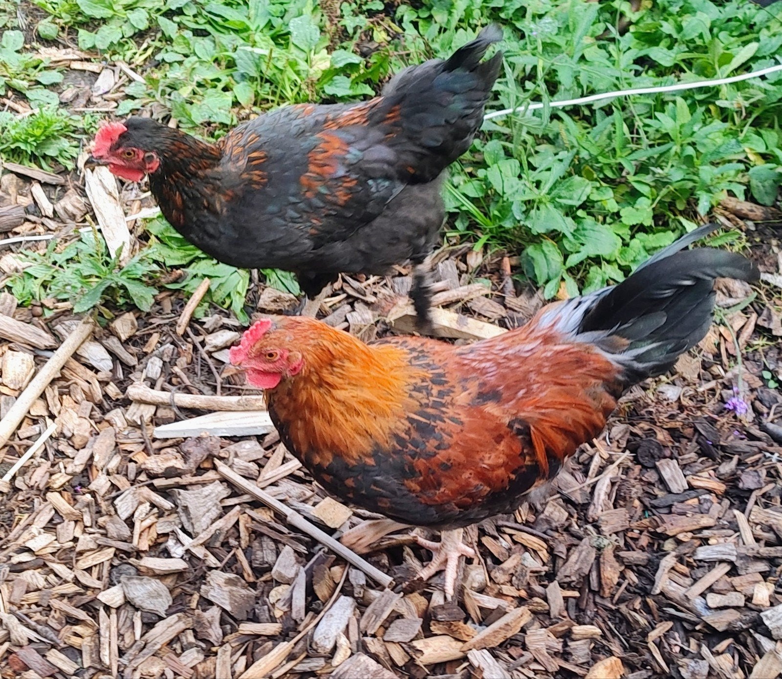 araucana en Marans haan, Animaux & Accessoires