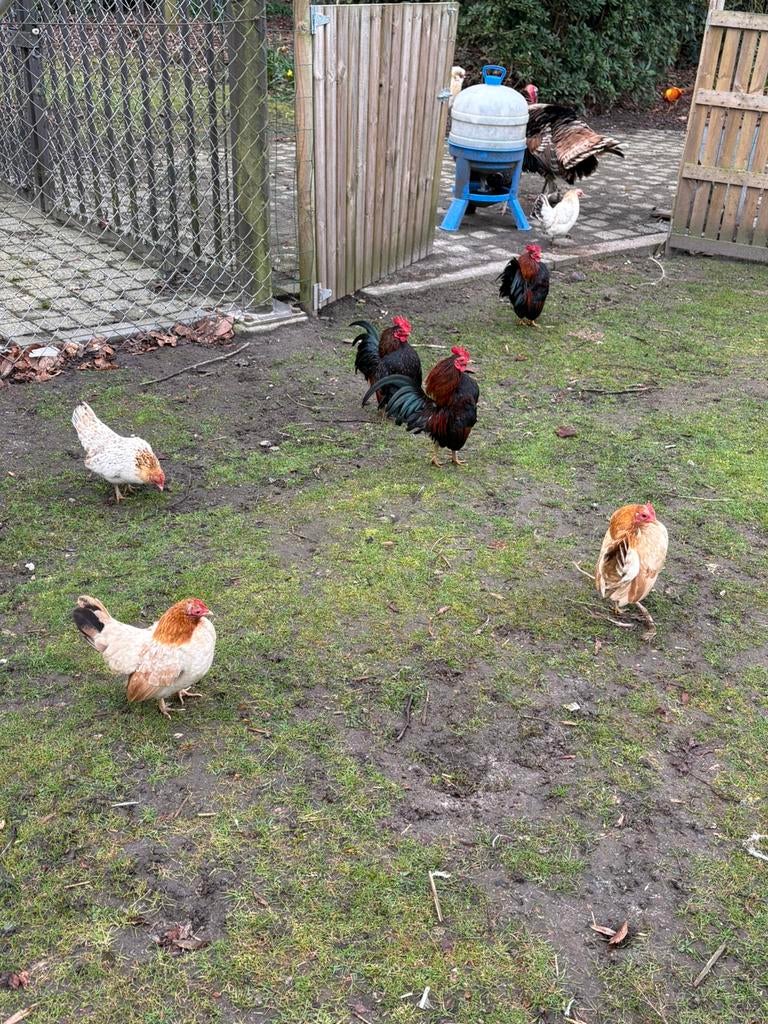 Broedeieren Serama kippen ( GRATIS VERZENDING), Dieren en Toebehoren, Kip