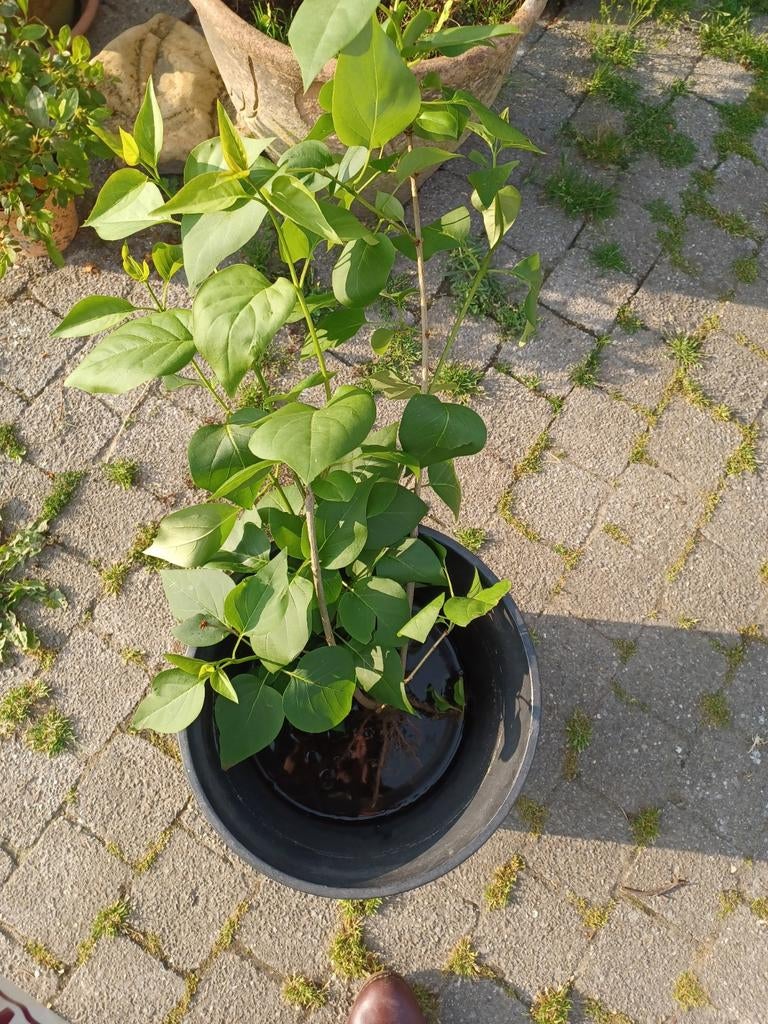 Gratis seringen scheuten, Tuin en Terras, Ophalen