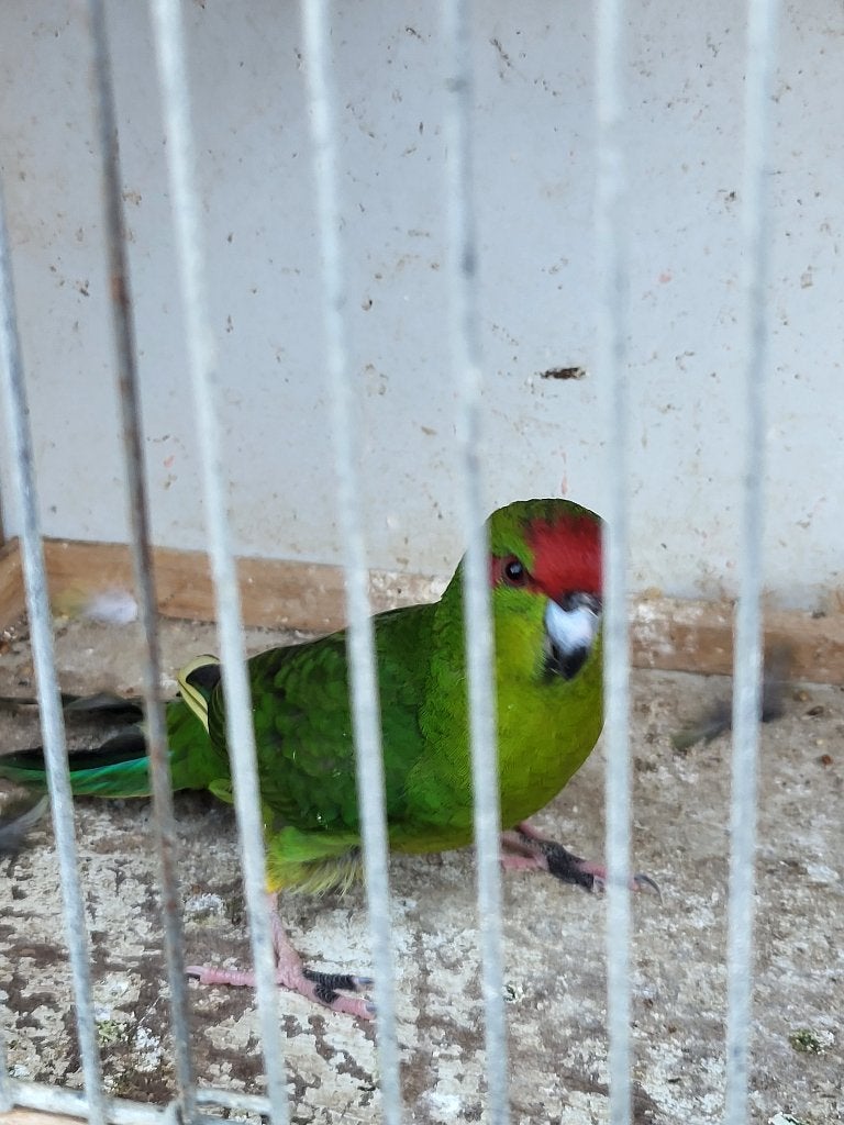 Kakariki, Dieren en Toebehoren, Mannelijk, Parkiet
