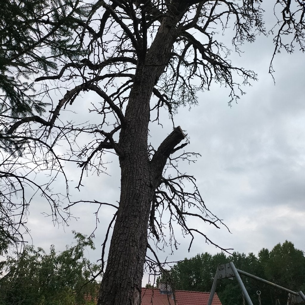 Oude perenboom gratis brandhout, Jardin & Terrasse, Bois de chauffage, 6 m³ ou plus, Enlèvement, Autres essences de bois, Branches