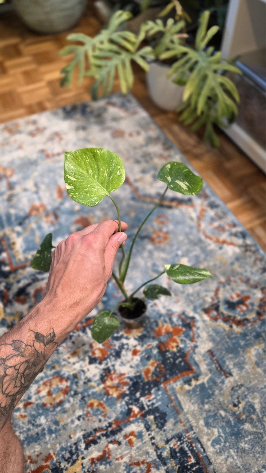 Monstera thai constelation, Maison & Meubles, Enlèvement ou Envoi