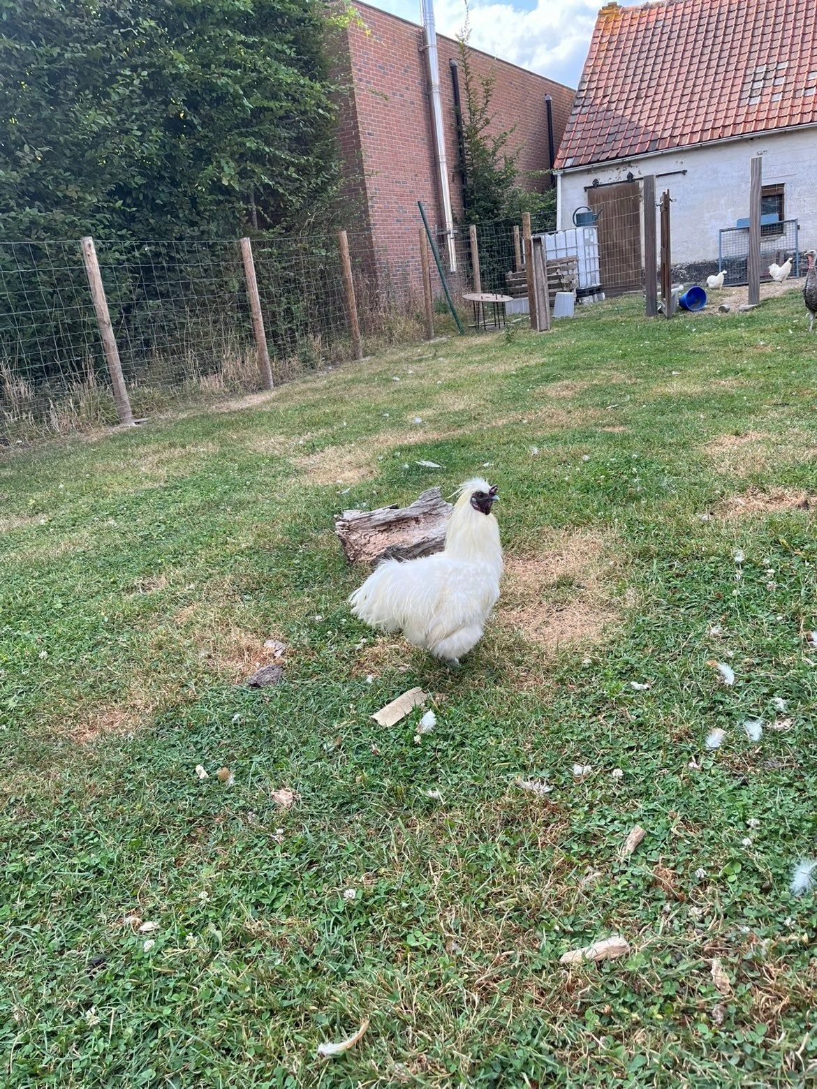 4 zijdehoenders