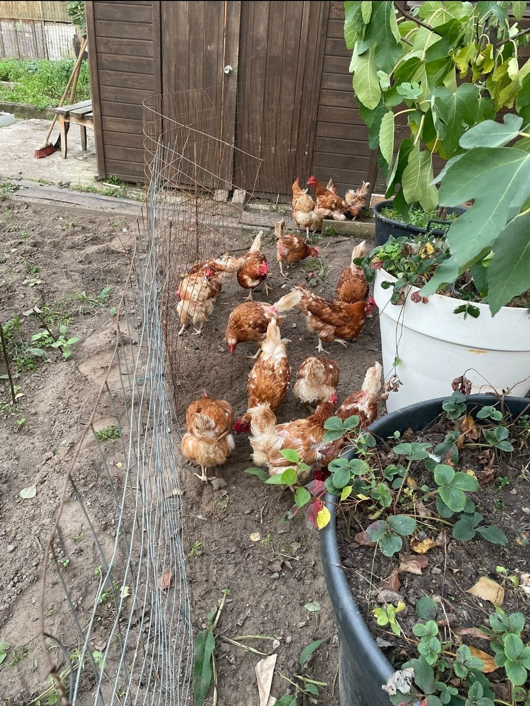 legkippen, Dieren en Toebehoren