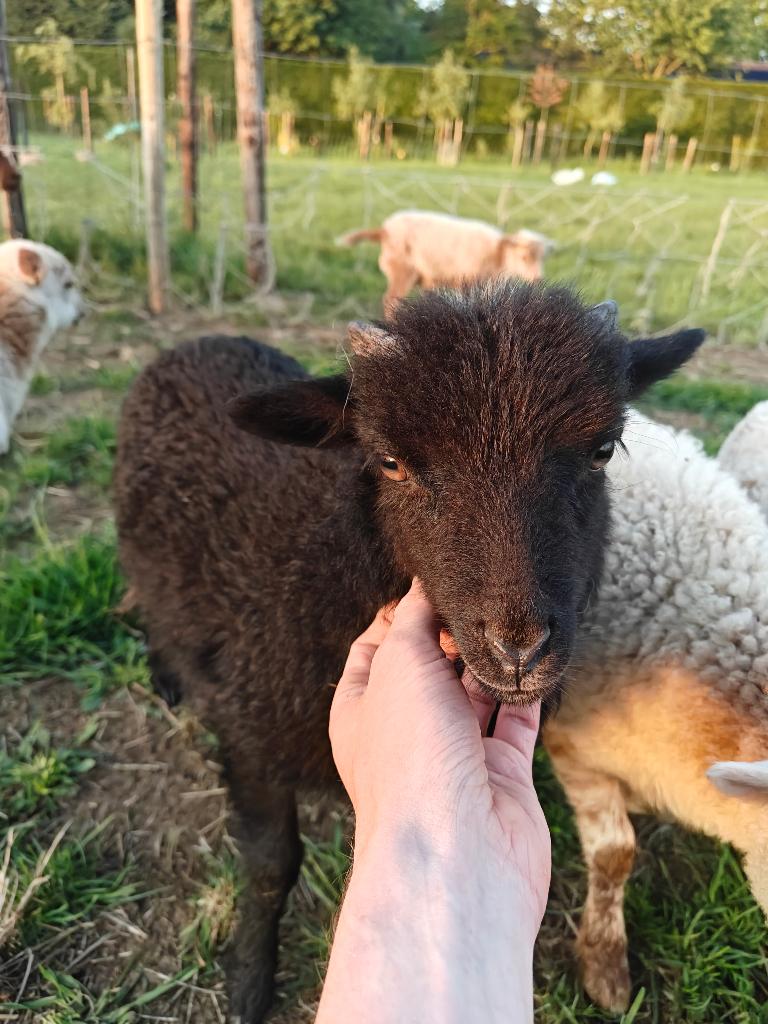Ouessant ramlam, Dieren en Toebehoren