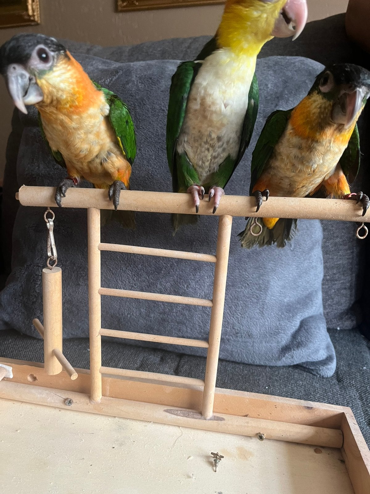 Zwartkop caique handtam, Dieren en Toebehoren