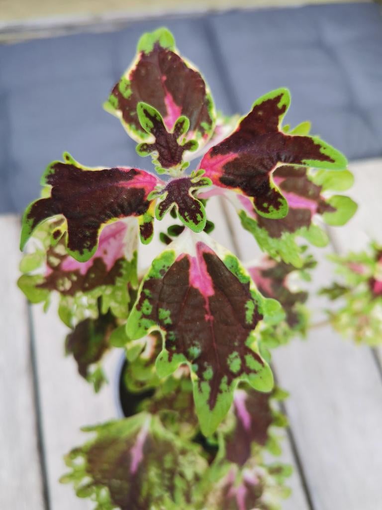 Coleus inky fingers, siernetel, goed gewortelde plant., Ophalen, Overige soorten, Minder dan 100 cm, Bloeiende kamerplant