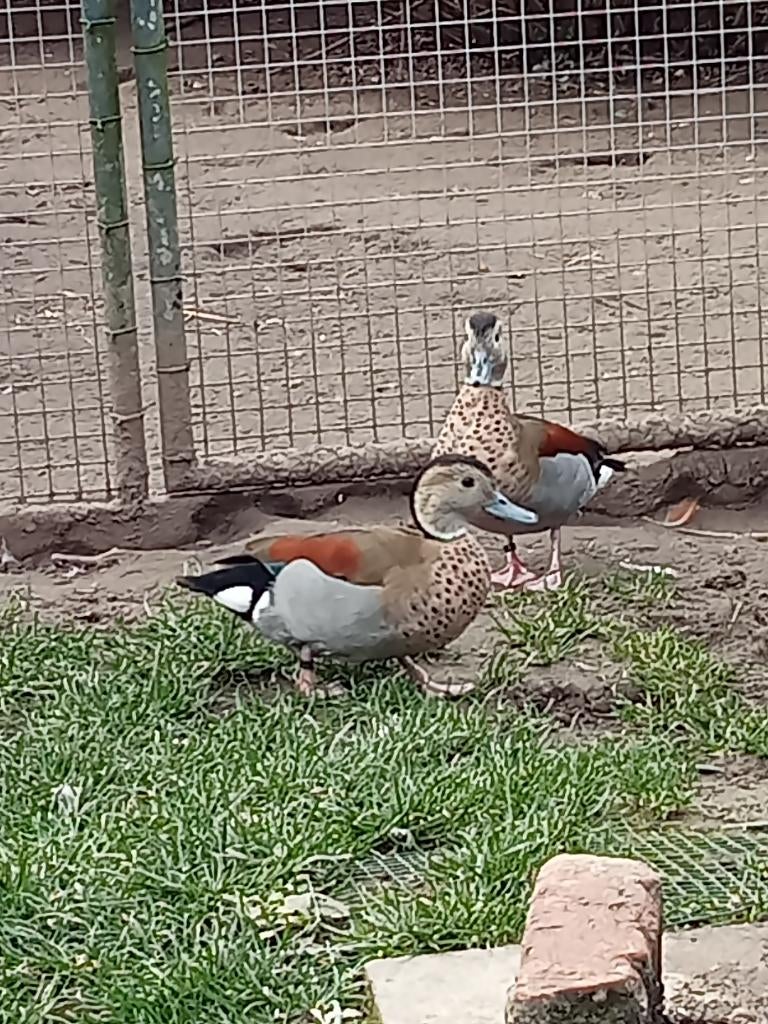Roodschoudertalingen , Siereenden, Dieren en Toebehoren, Meerdere dieren, Eend
