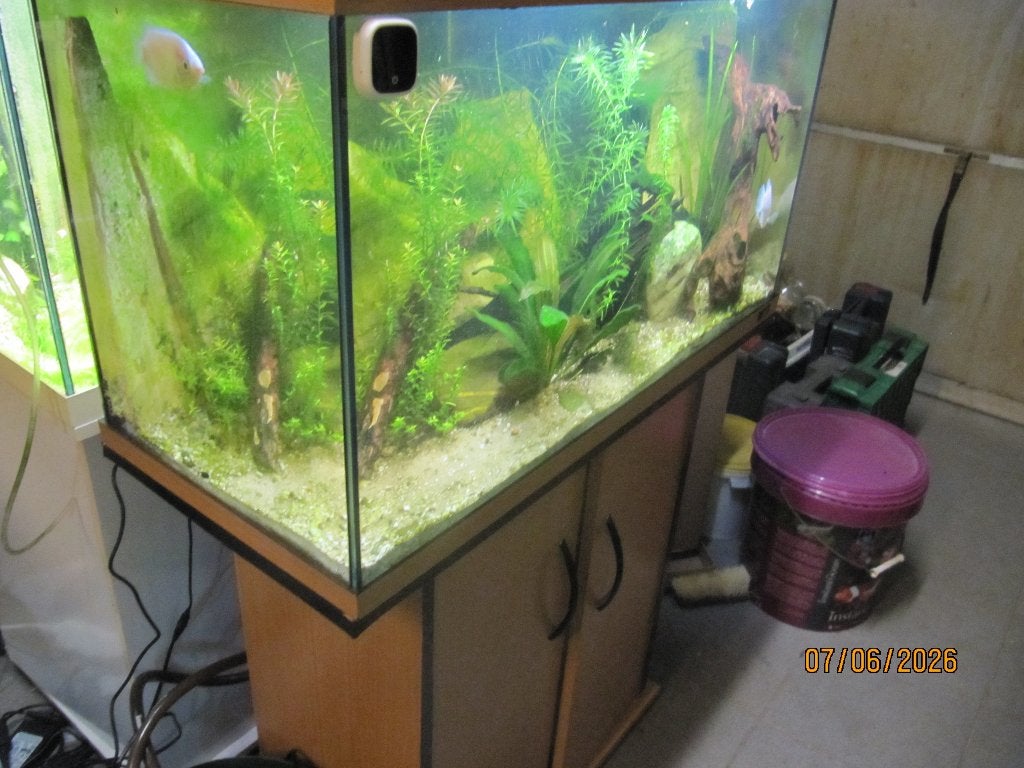 Rio 125 met 1 zoenvis, Dieren en Toebehoren, Ophalen, Filter