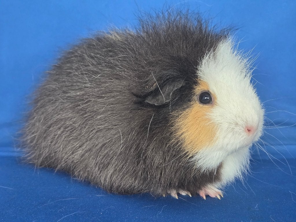 Lieve Ch Teddy zeugjes beschikbaar, Dieren en Toebehoren, Cavia, Juni, Vrouwelijk, Tam