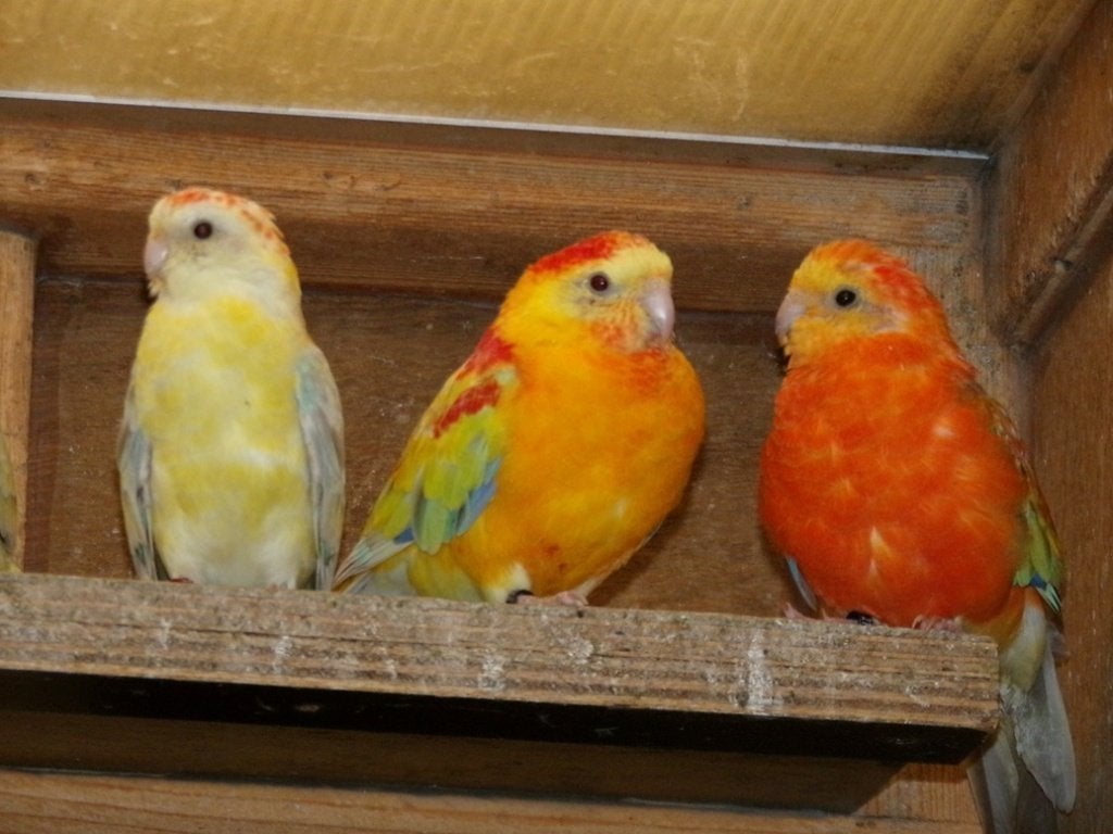 Parkieten  . ROODRUGGEN, Meerdere dieren, Parkiet, Geringd