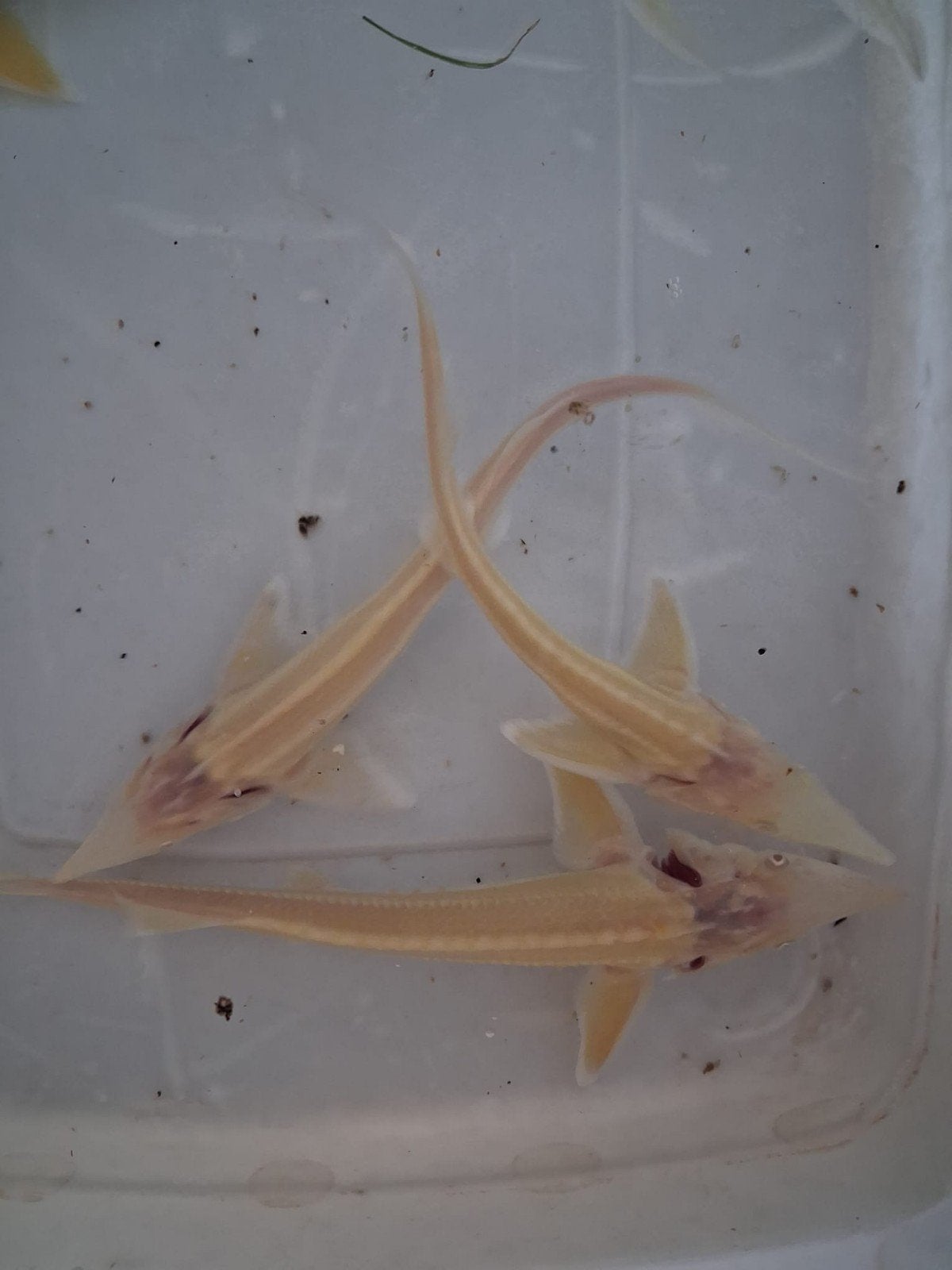 Albino steurs 20 25 cm