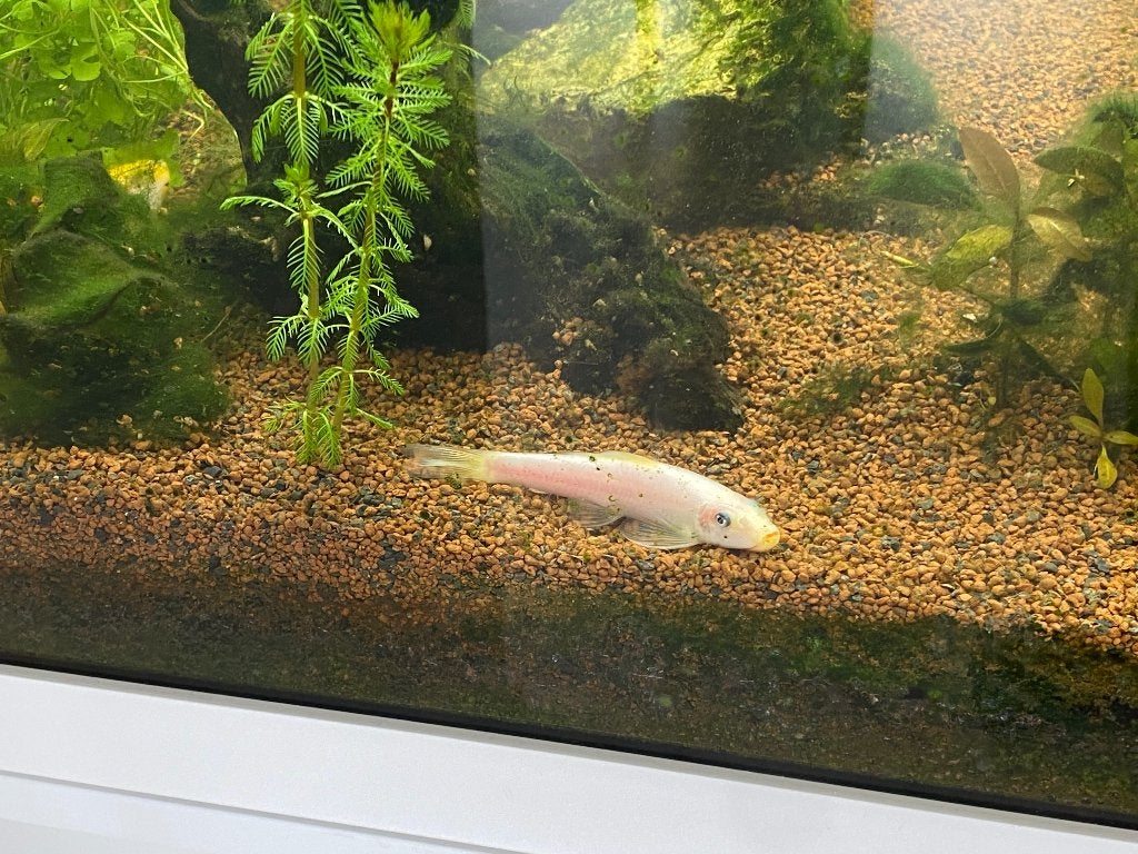 3 Chinese algeneter (Gyrinocheilus aymonieri), Dieren en Toebehoren, Vissen | Aquariumvissen, Vis, Zoetwatervis