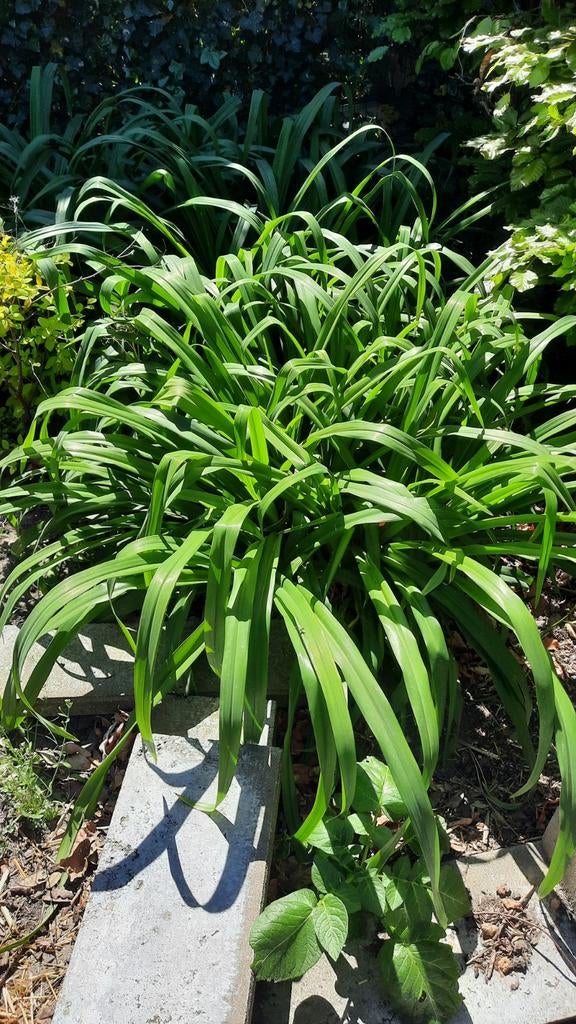 Vaste plant: Daglelie - bloem oranje, Volle zon, Vaste plant, Zomer, Ophalen
