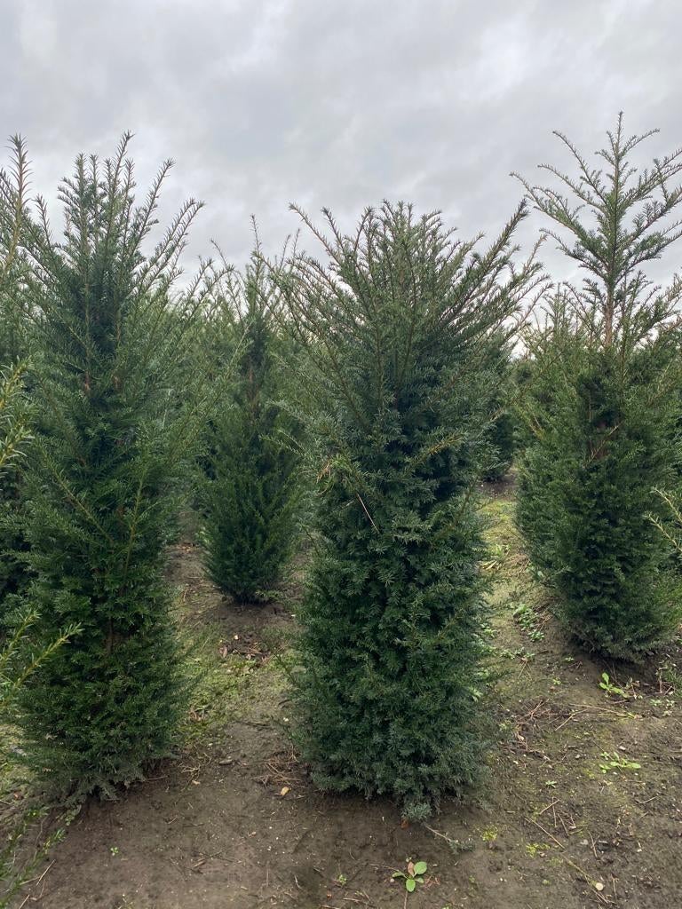 Professioneel gekweekte Taxus baccata 140-160 Oisterwijk, Ophalen of Verzenden, Taxus