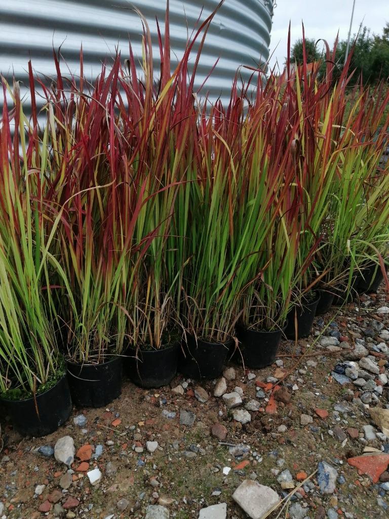 Imperata 'Red Baron' Japans Bloedgras Bodembedekker, Tuin en Terras, Ophalen, Volle zon, Vaste plant, Siergrassen
