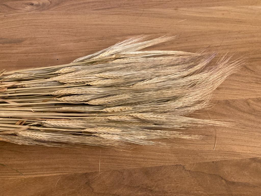 Gerst – 65 cm - circa 80-12 stelen, Ophalen, Zo goed als nieuw