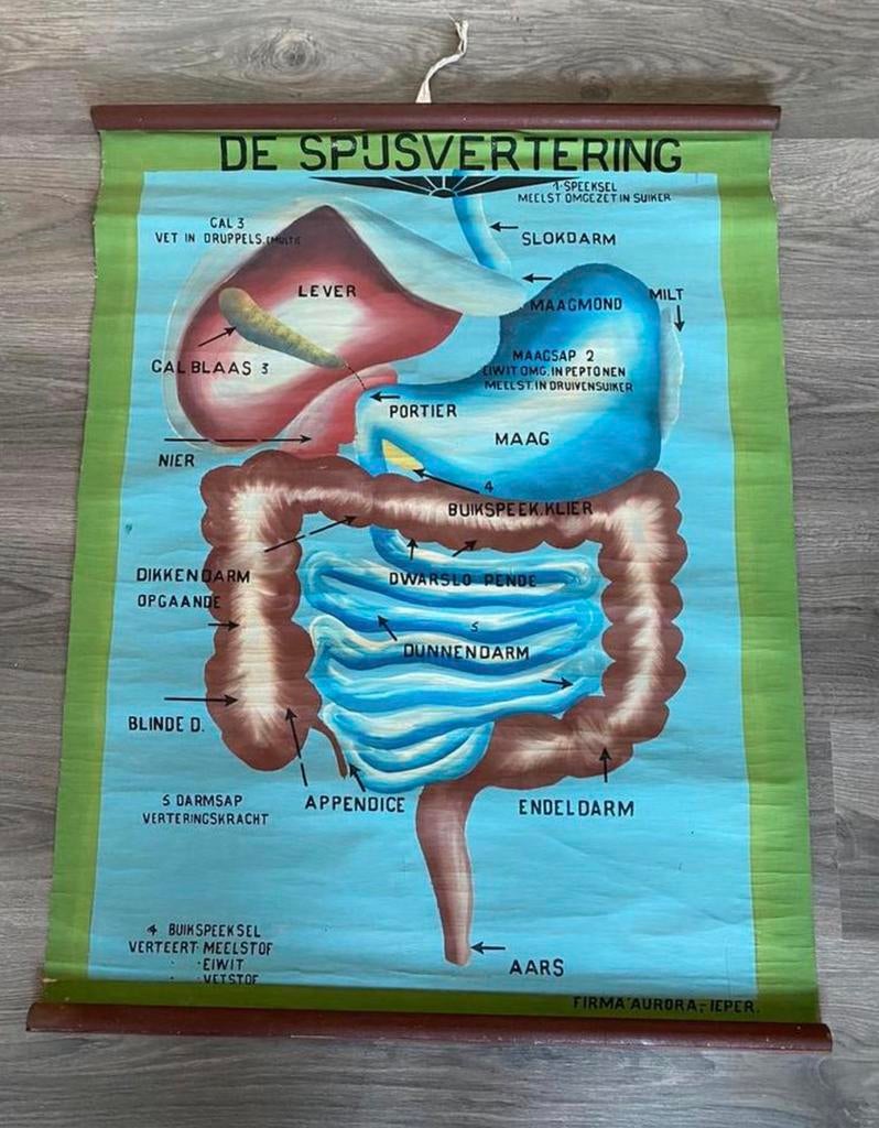 Oude schoolplaat “de spijsvertering” Cremers, Enlèvement ou Envoi