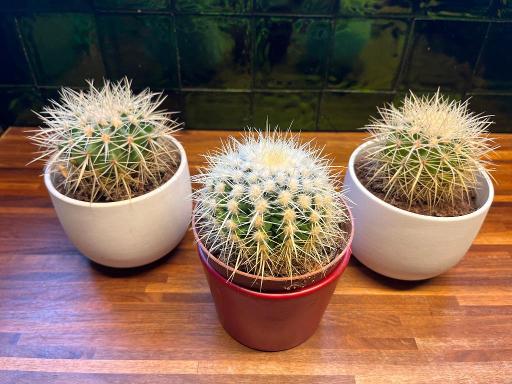 3 x cactus, Enlèvement, Cactus