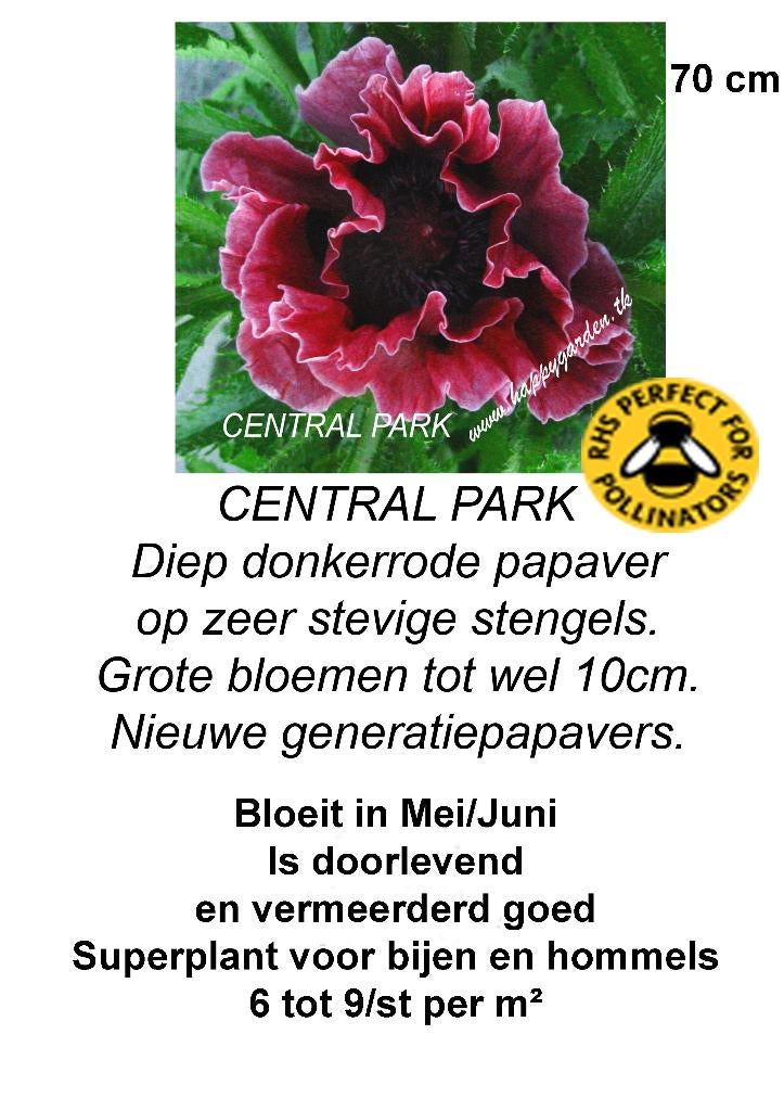 Coquelicot oriental, Enlèvement ou Envoi, Été, Plante fixe, Plein soleil