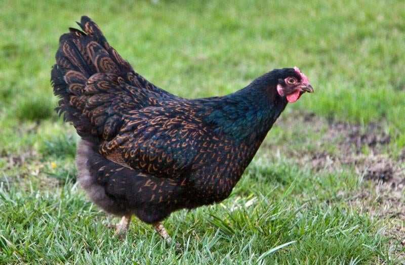 Barnevelder kippen jonge hennen beschikbaar, Dieren en Toebehoren, Pluimvee, Vrouwelijk, Kip