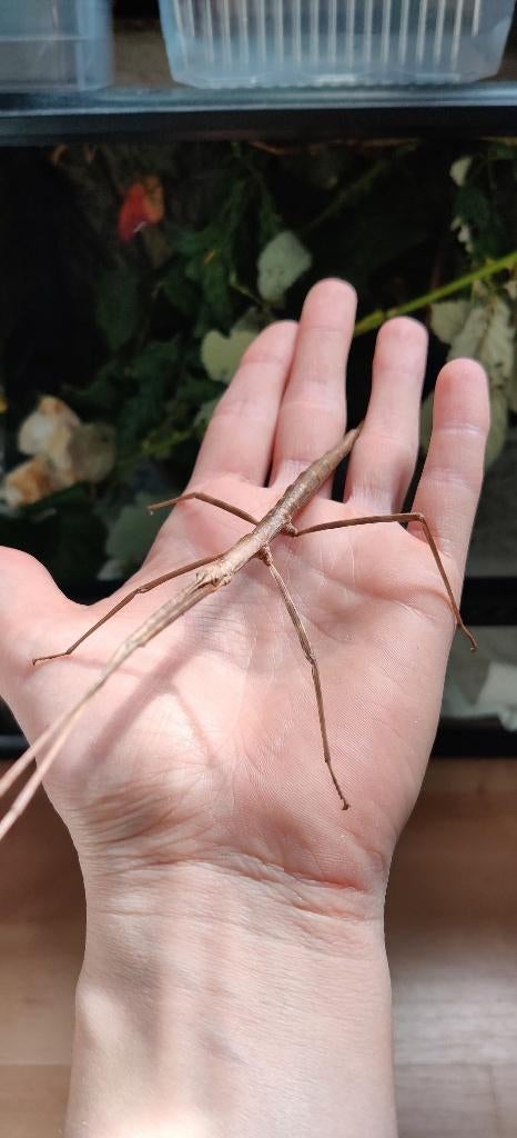Wandelende takken - Entoria Ishigakiensis, Animaux & Accessoires, Insectes & Araignées, Phasme