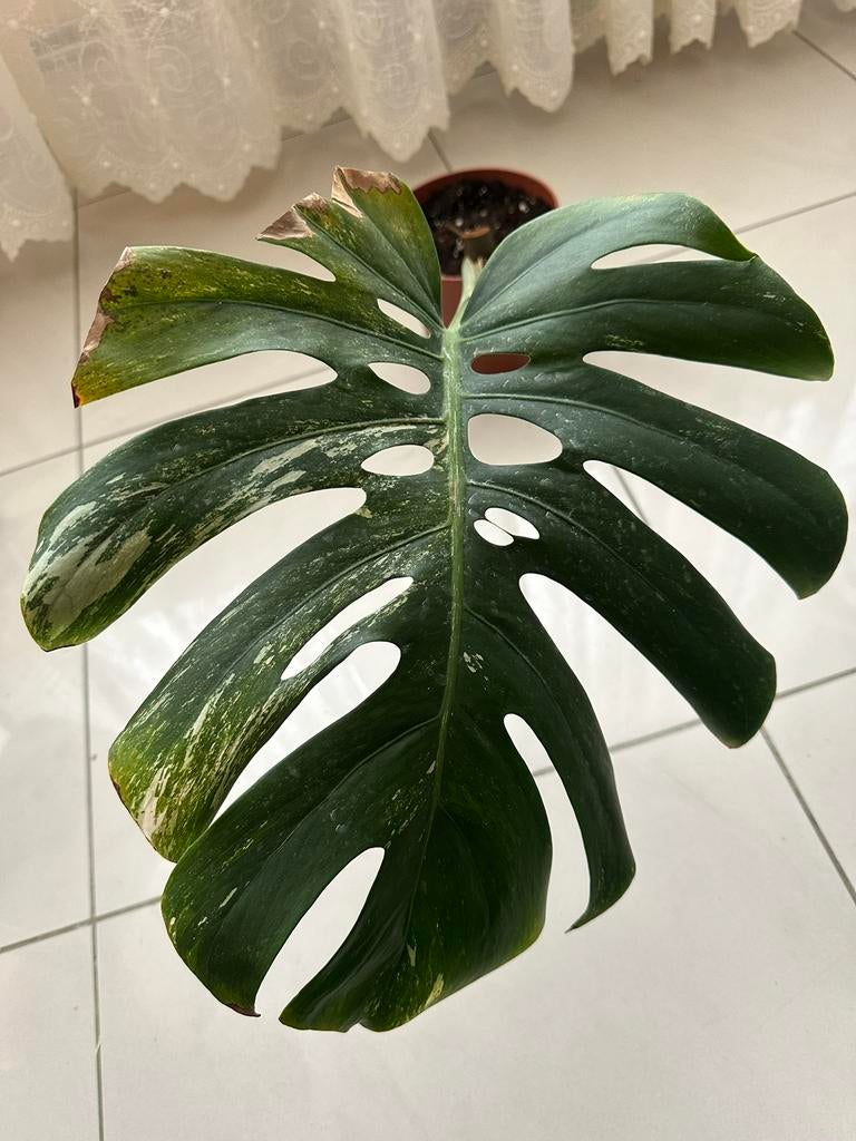Monstera albo variegata bouture, Huis en Inrichting, Kamerplanten, Ophalen, Overige soorten, Halfschaduw, In pot