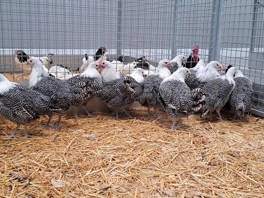 Zilverbrakel brakel hoen kippen  sierkippen kip, Plusieurs animaux, Poule ou poulet