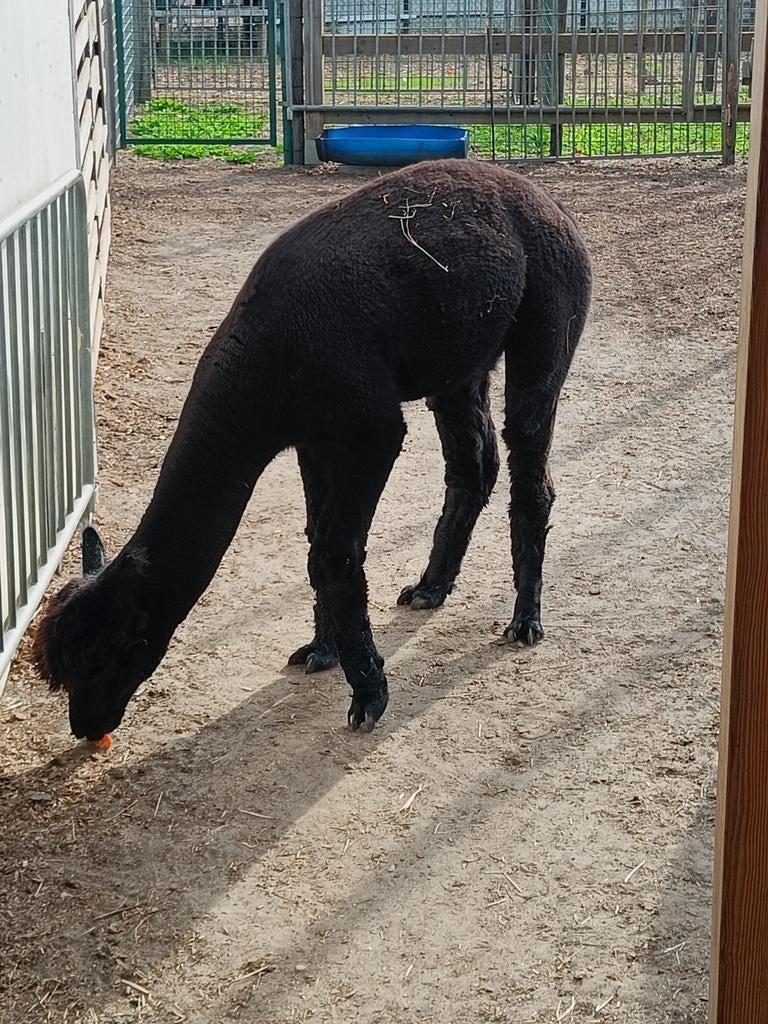 Prachtige zwarte hengst te koop 'moeder met stamboom, Dieren en Toebehoren, Hengst, Met stamboom