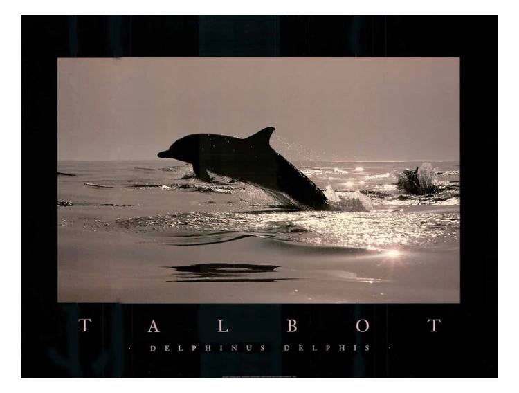 Talbot - poster encadré Dauphins, Verzamelen, Posters, Zo goed als nieuw