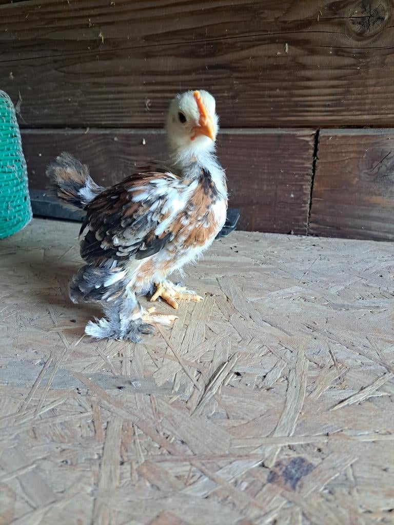 Cochin kriel haantje porselein, Dieren en Toebehoren, Pluimvee
