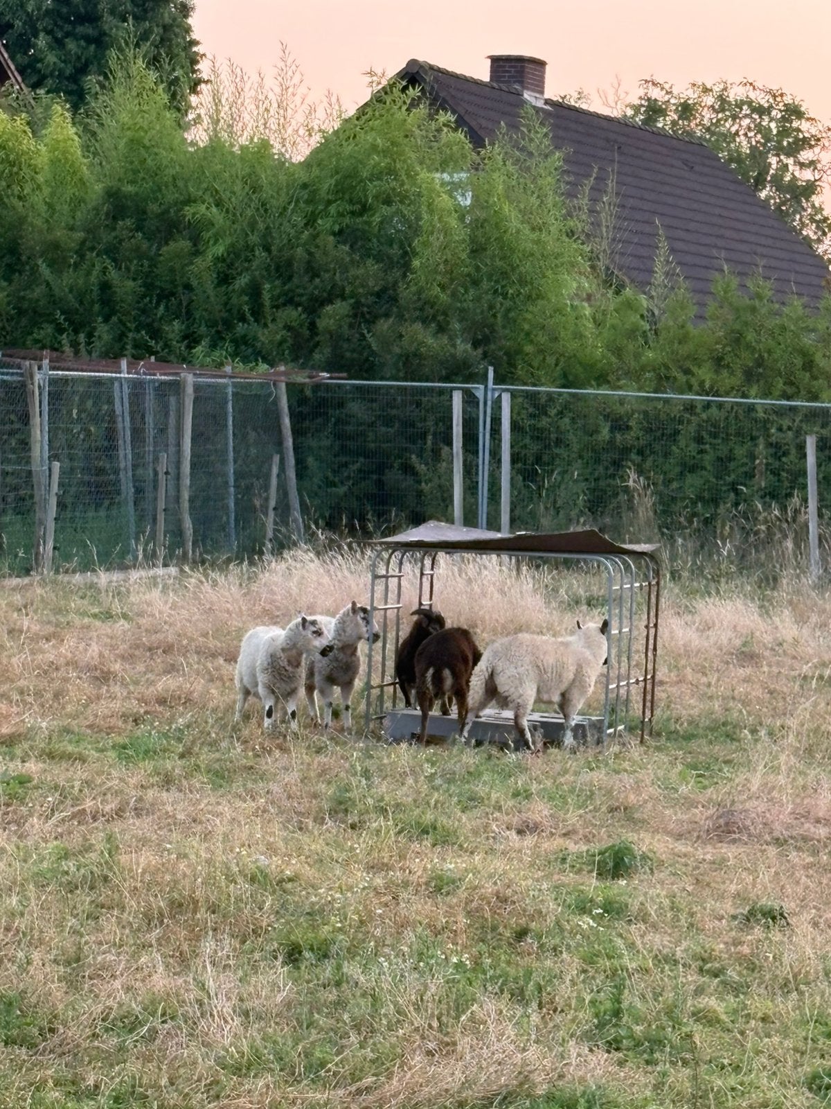 5 schapen rammen, Dieren en Toebehoren, Mannelijk, Schaap, 0 tot 2 jaar