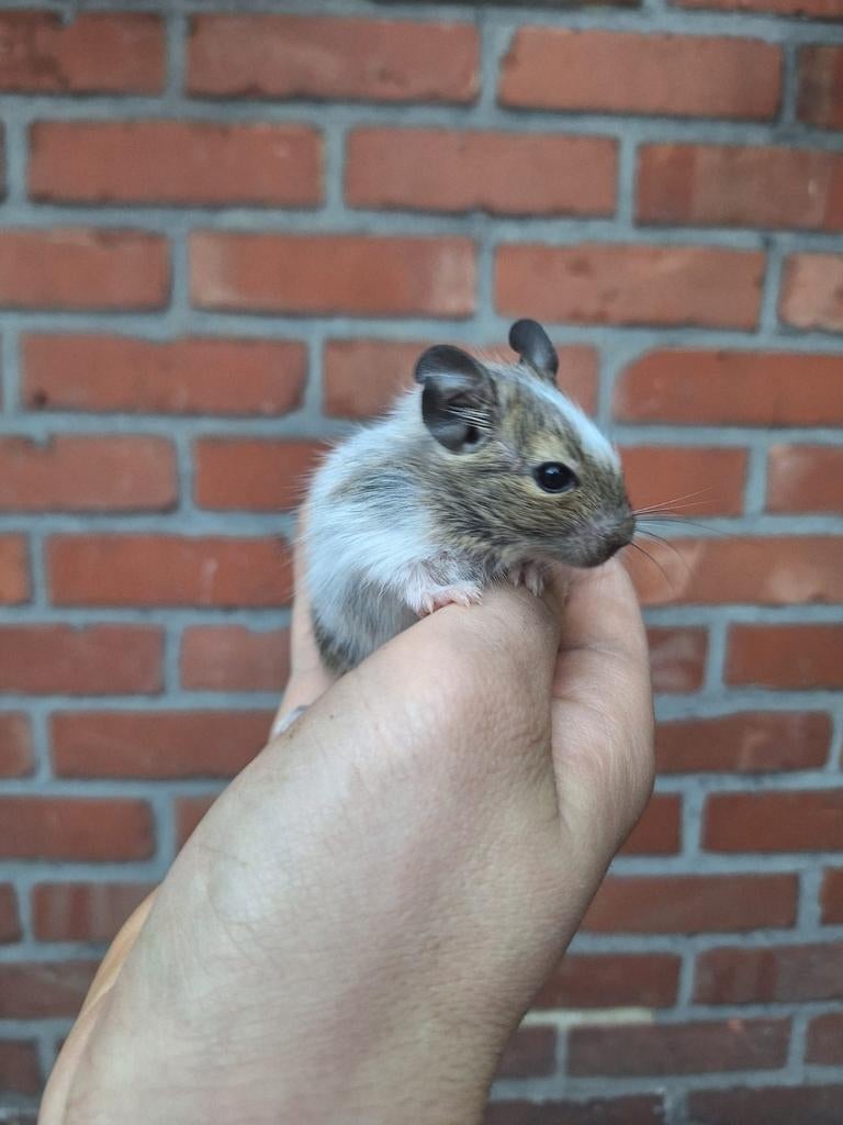 Jonge degoes beschikbaar, Februari, Meerdere dieren, Overige typen, Tam