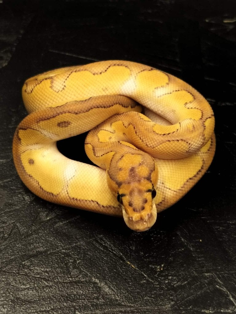 Ball python nakweek '26 2.3 nog te koop, Serpent, Domestique, 0 à 2 ans