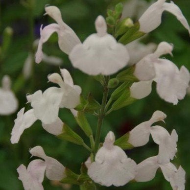 Salvia Gletsjer, Tuin en Terras, Ophalen